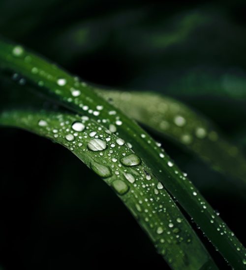goutte-deau-feuille.jpg